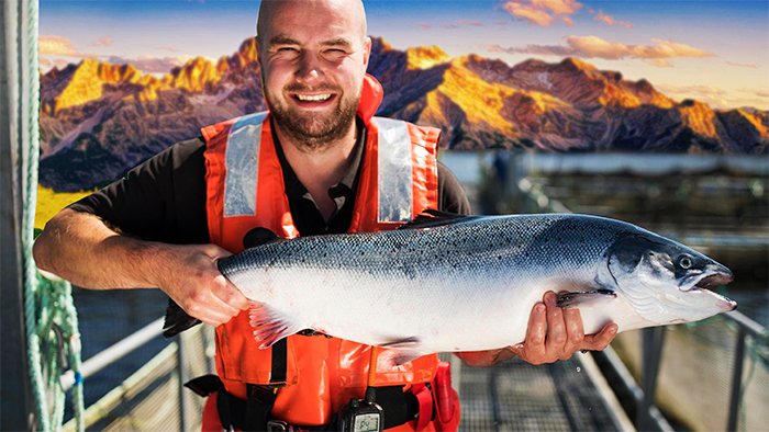 Cá hồi Na Uy chứa hàm lượng protein cao vượt trội